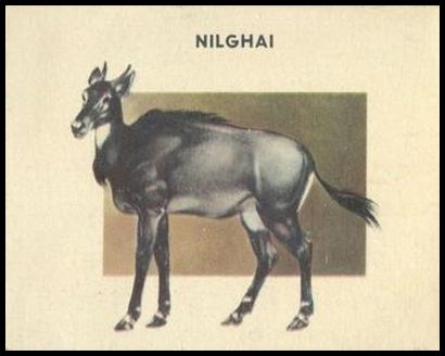 200 Nilghai